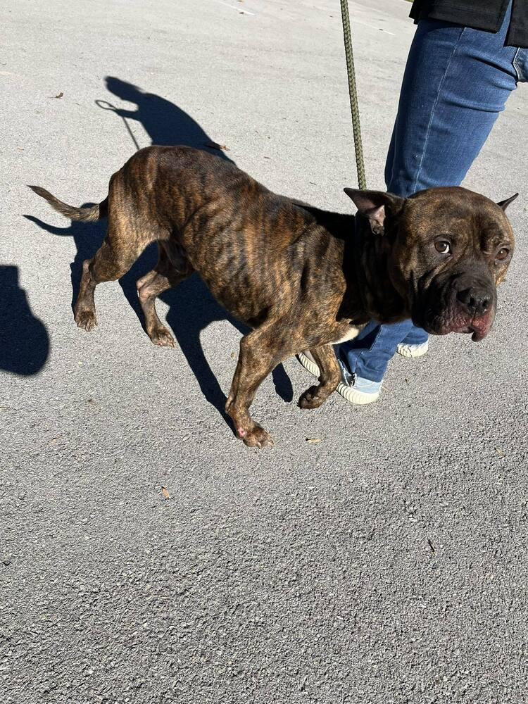 Cornelius, Adoptable, Adult Male Pit Bull Terrier.