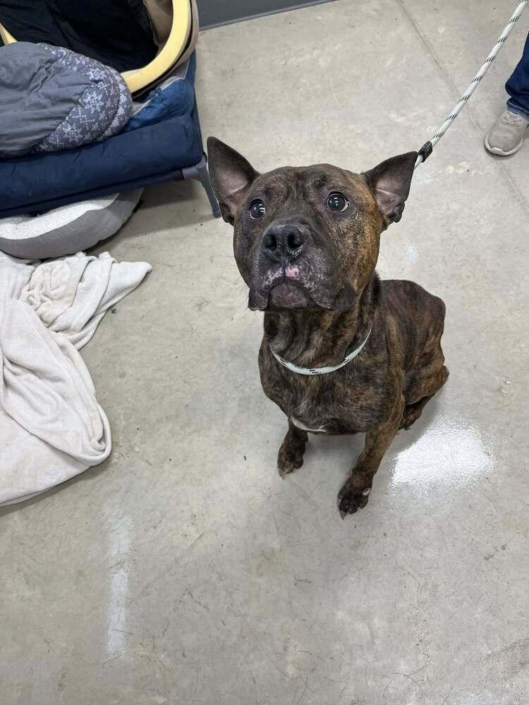 Cornelius, a Adoptable Pit Bull Terrier in Hillsboro, OH image 2/2