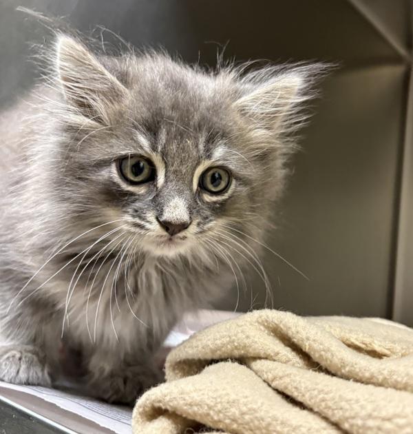 If12 Rocky, Adoptable, Kitten Male Domestic Medium Hair.