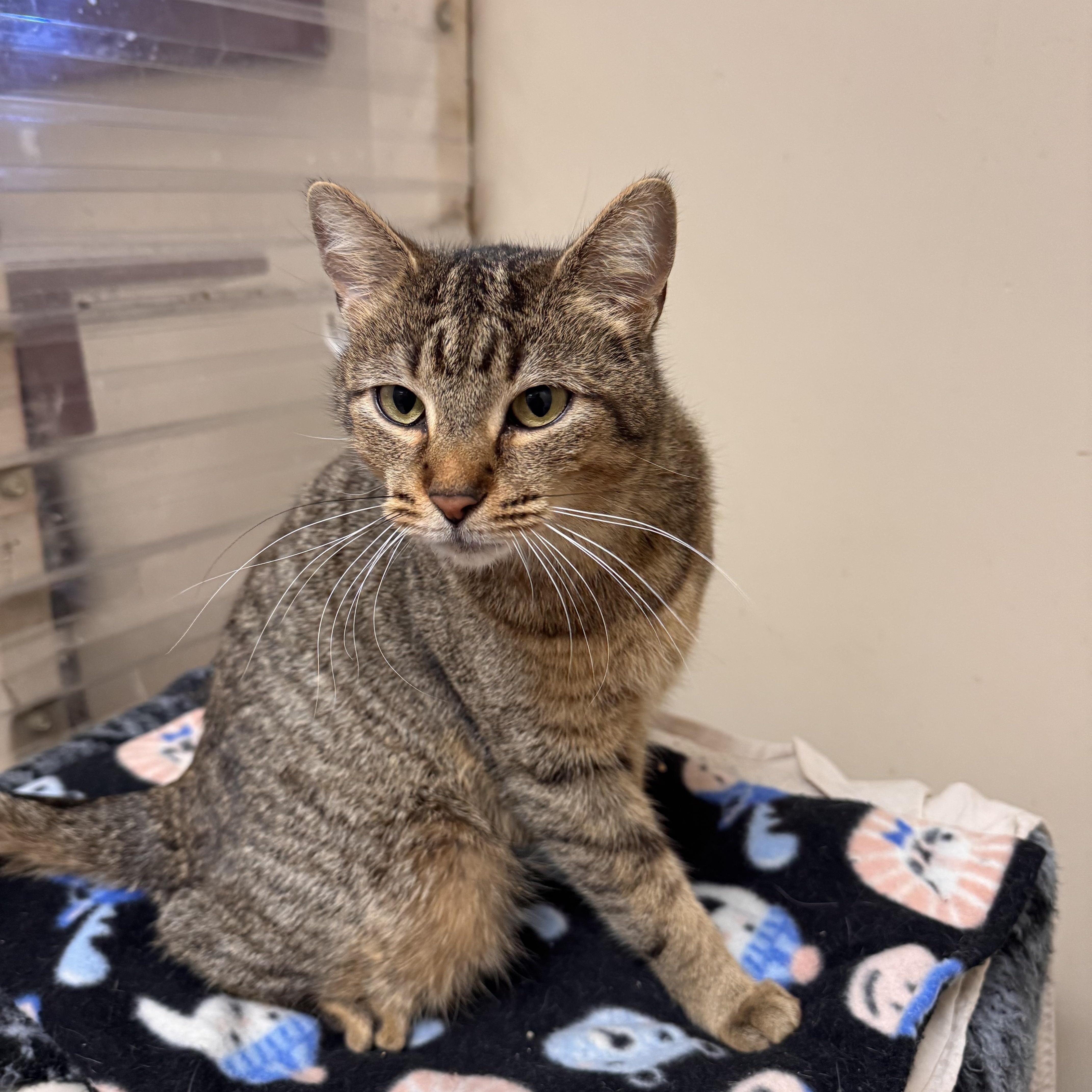 Lois, ADOPTABLE, Adult Female Domestic Short Hair.