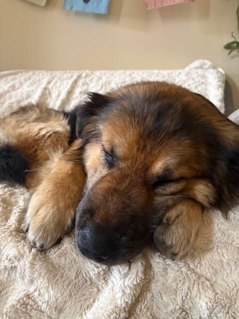 Bear, a ADOPTABLE mixed breed in Crested Butte , CO image 2/2