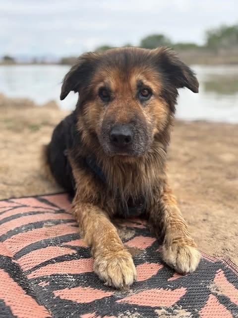 Bear, ADOPTABLE, Senior Male German Shepherd Dog.