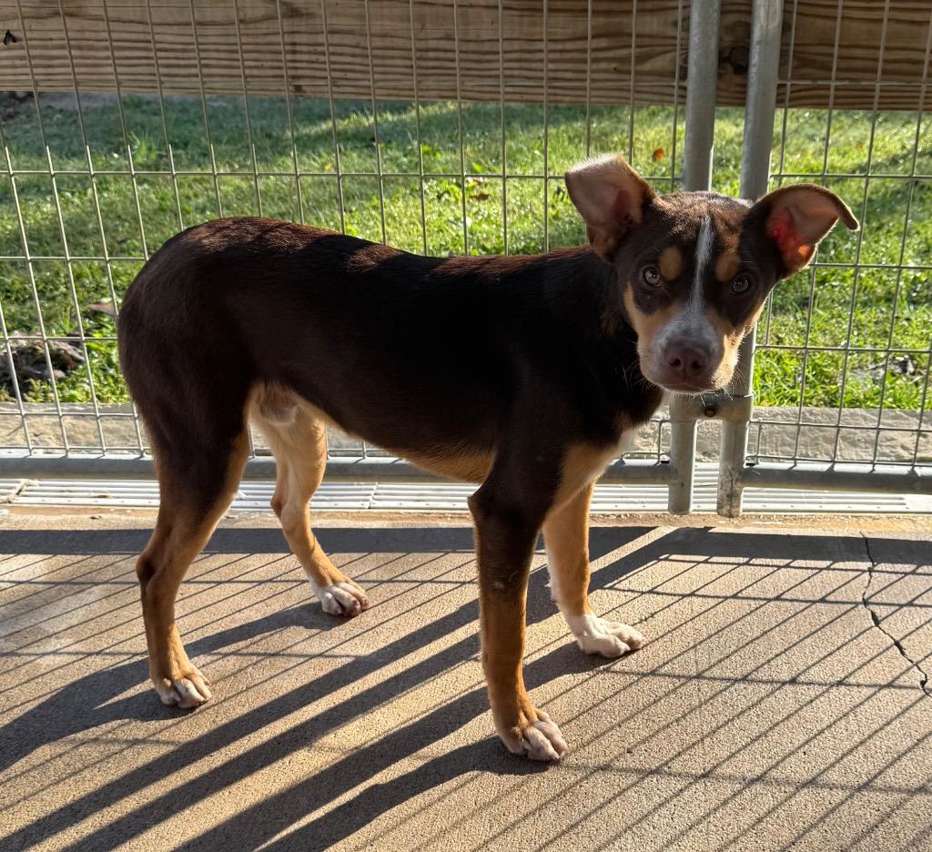 Fester, Adoptable, Young Male Terrier & Mixed Breed.