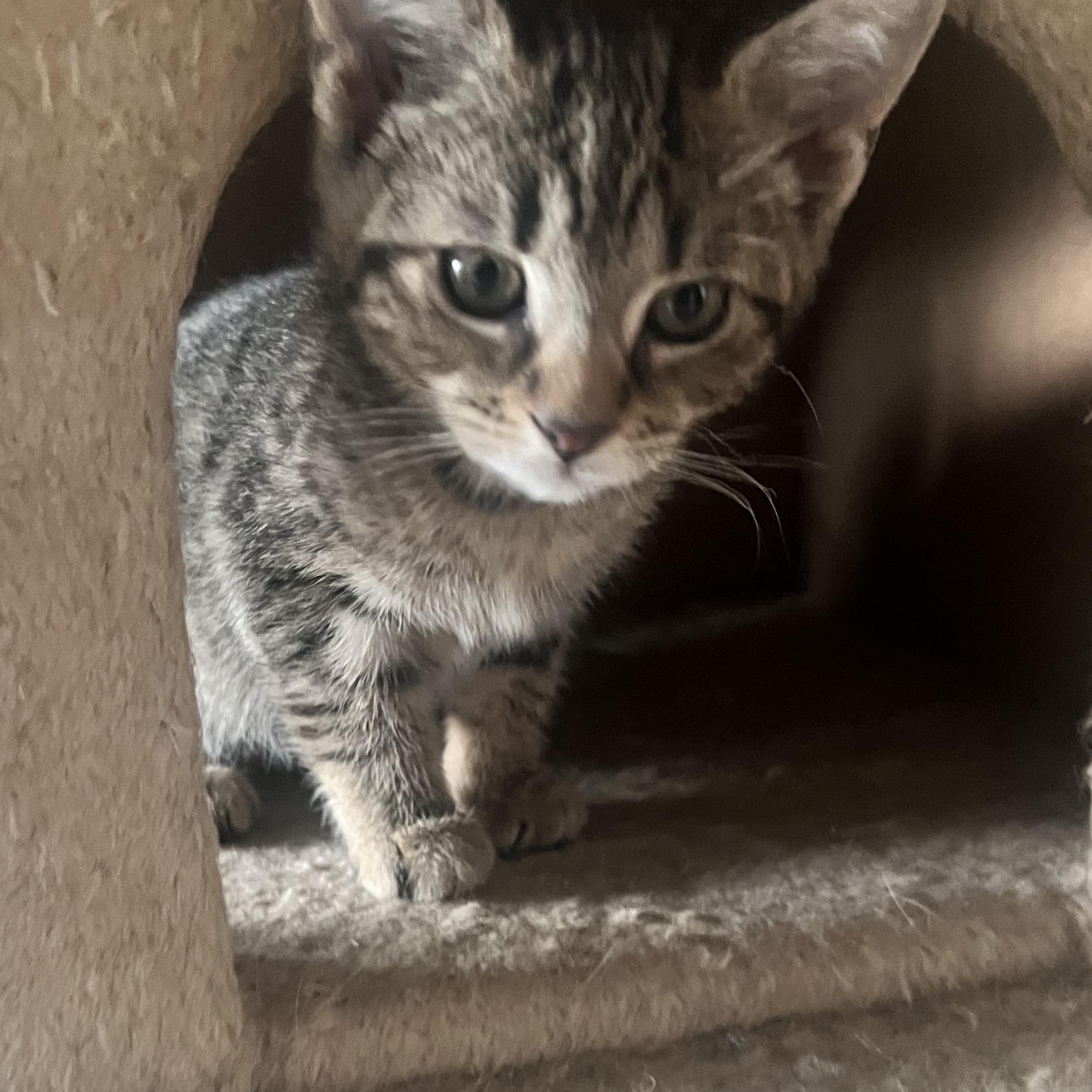 Tiger, ADOPTABLE, Kitten Female Domestic Short Hair.