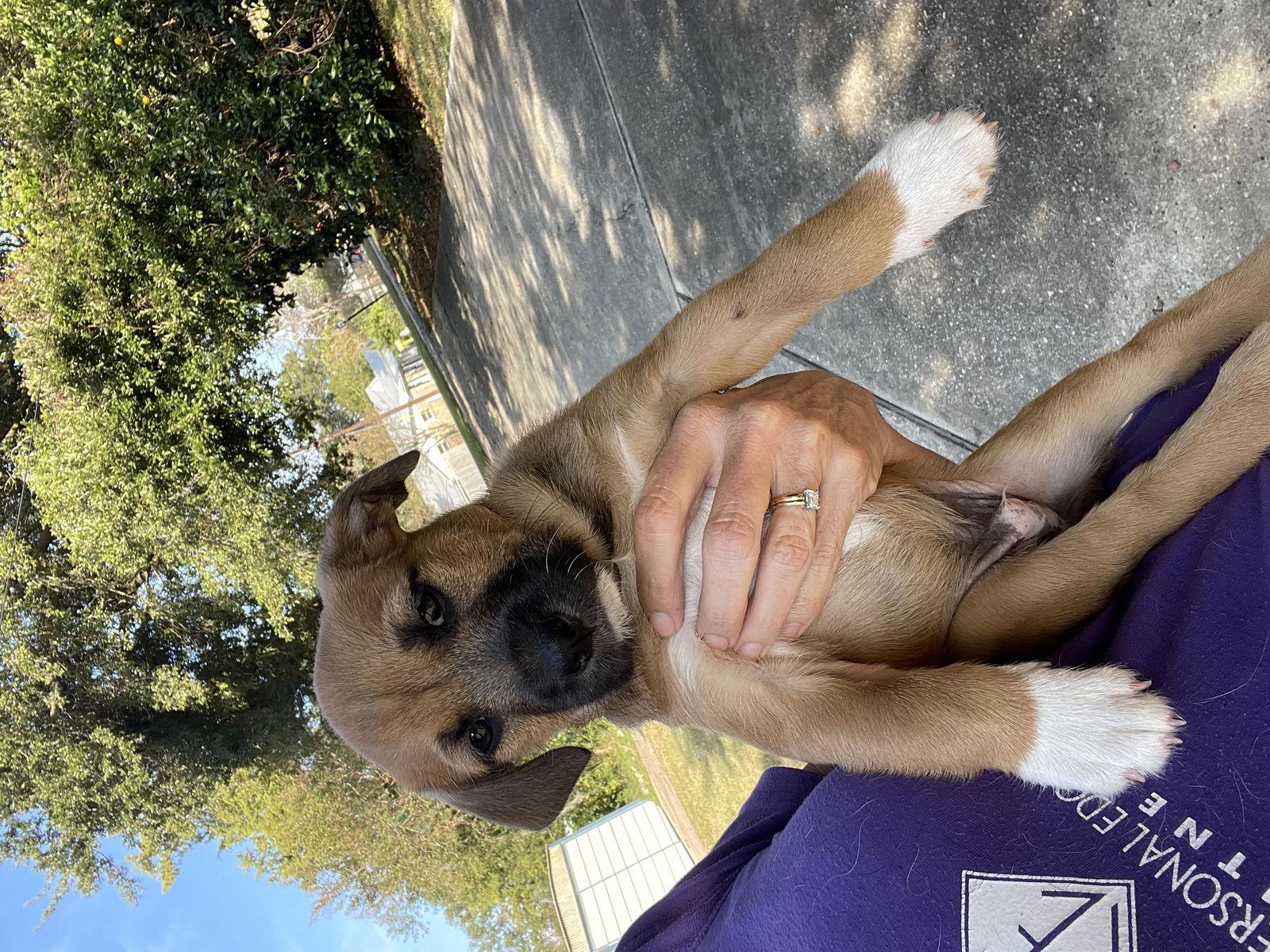 Enlarge Linguine, a Adoptable Mixed Breed in Mobile, AL image 1/2