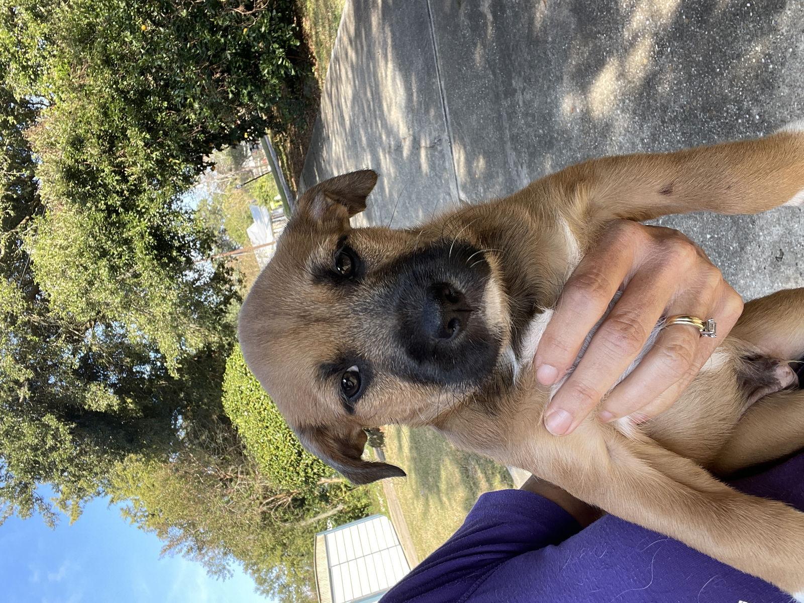 Enlarge Linguine, a Adoptable Mixed Breed in Mobile, AL image 2/2