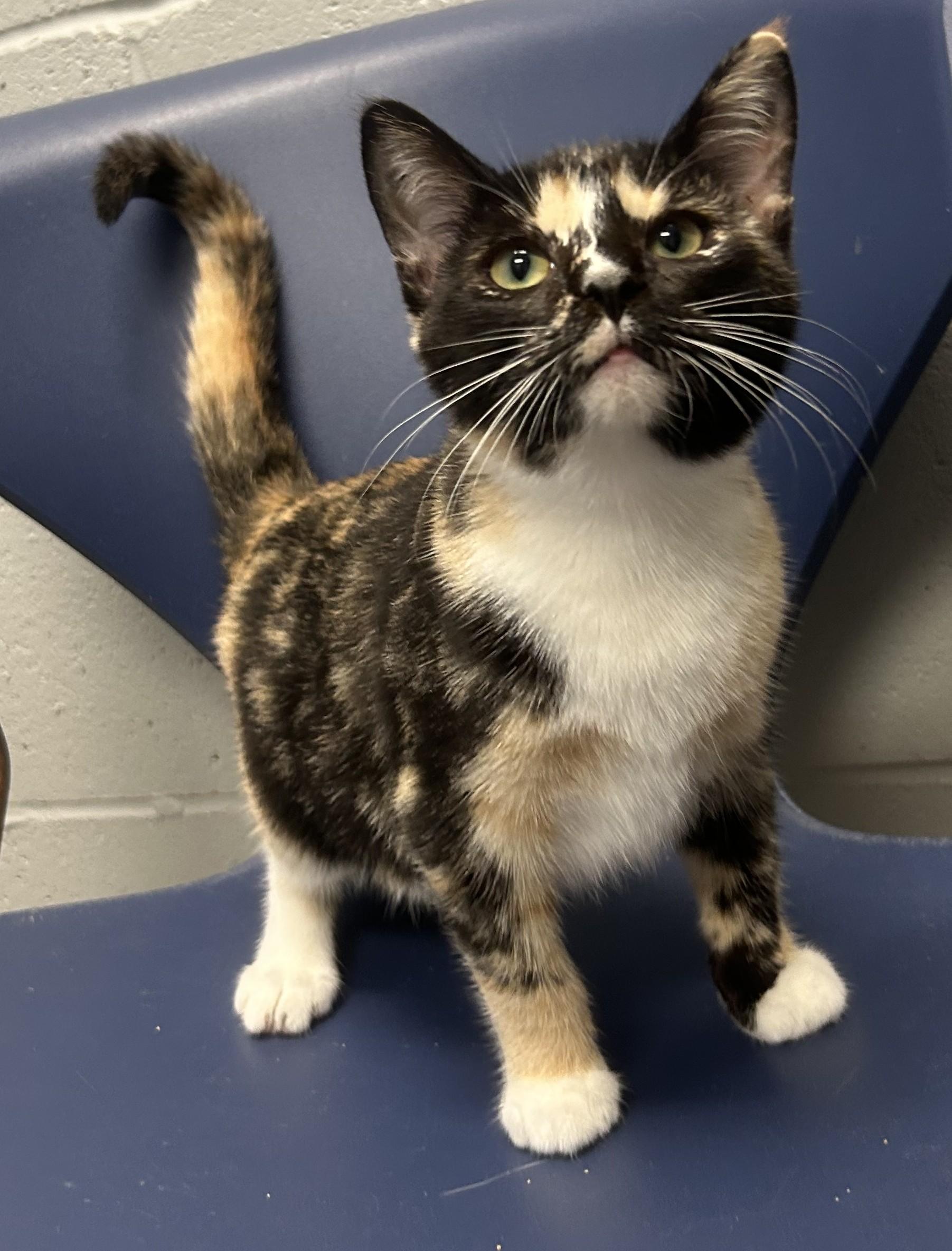Enlarge Echo (All Better), a Adopted mixed breed in Siloam Springs, AR image 4/6