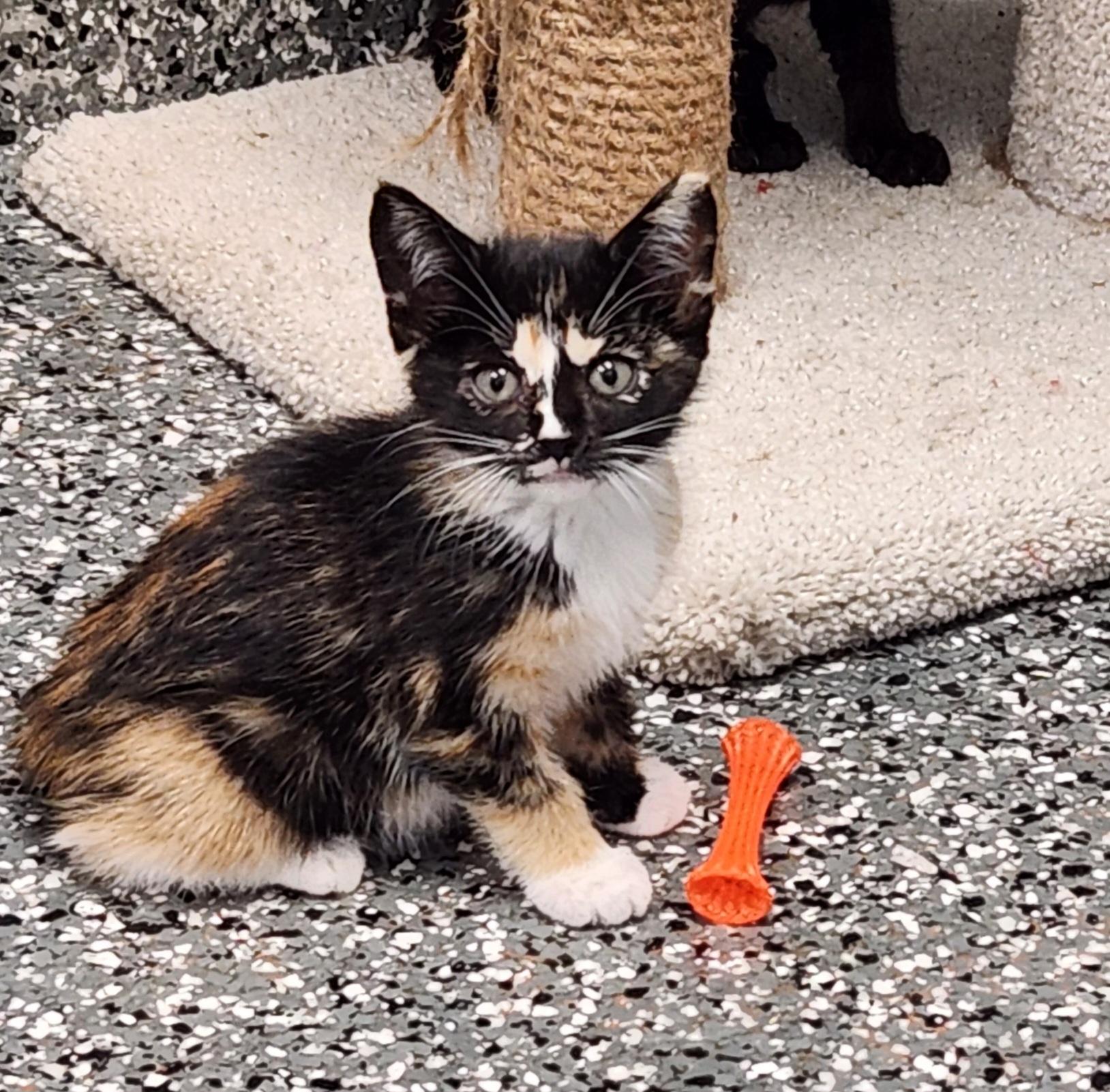 Echo, ADOPTABLE, Kitten Female Calico.