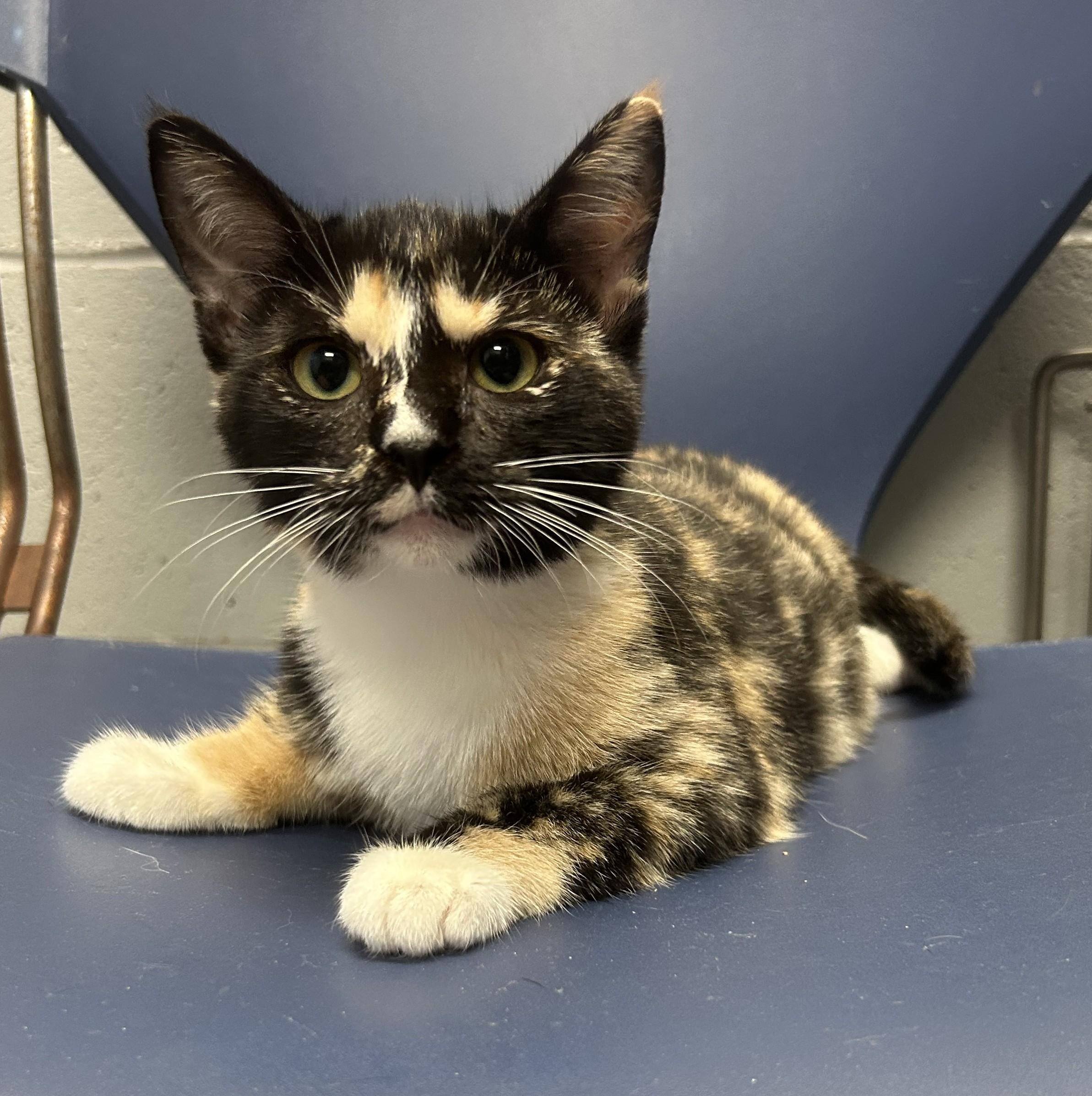 Echo (All Better), Adopted, Kitten Female Calico.