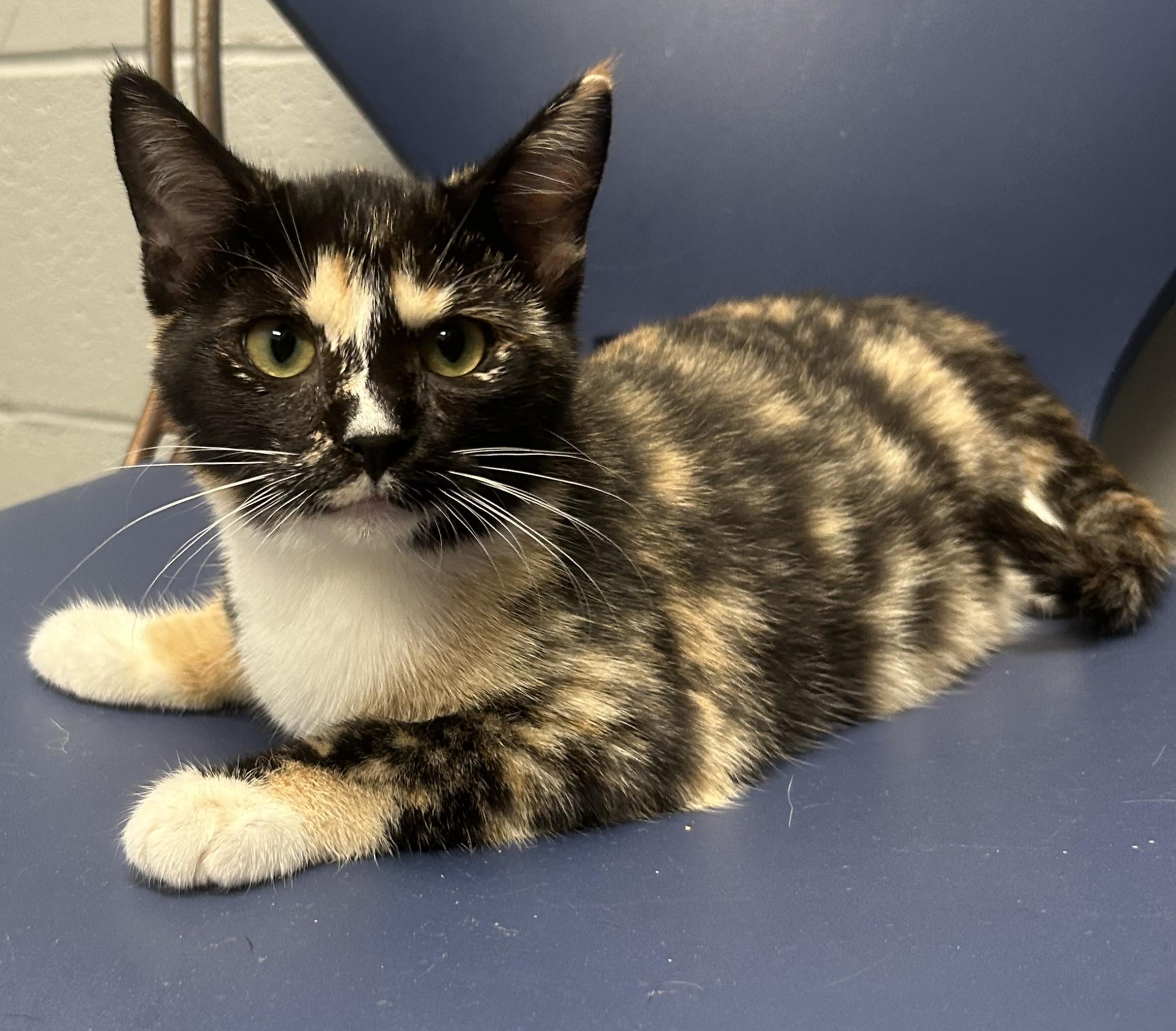 Enlarge Echo (All Better), a Adopted mixed breed in Siloam Springs, AR image 2/6