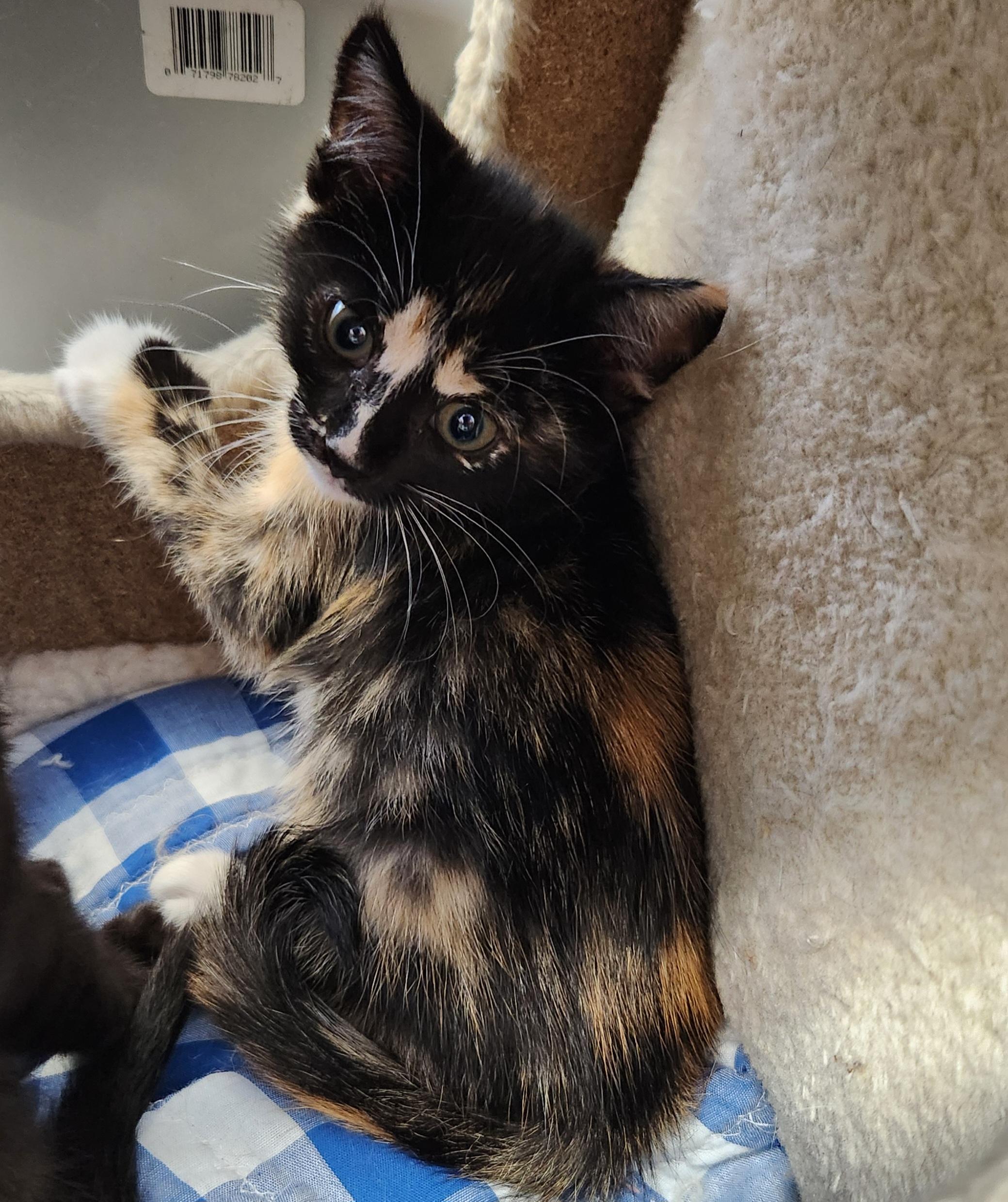 Echo, a ADOPTABLE mixed breed in Siloam Springs, AR image 2/3