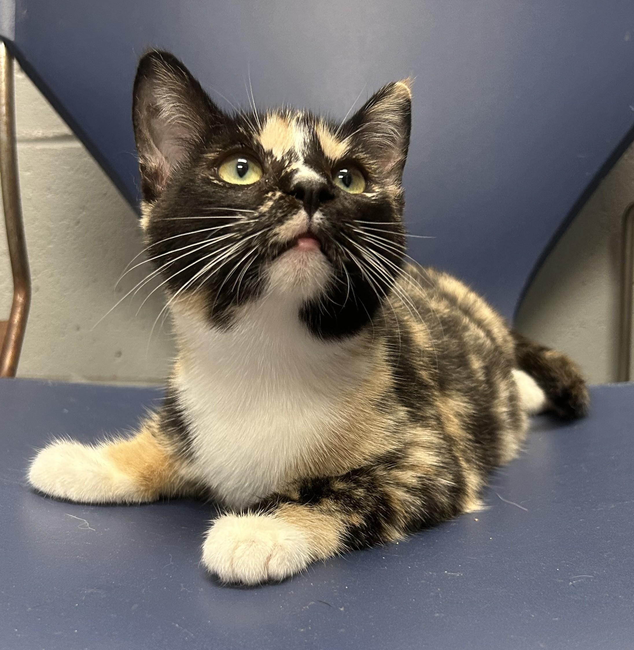 Enlarge Echo (All Better), a Adopted mixed breed in Siloam Springs, AR image 3/6
