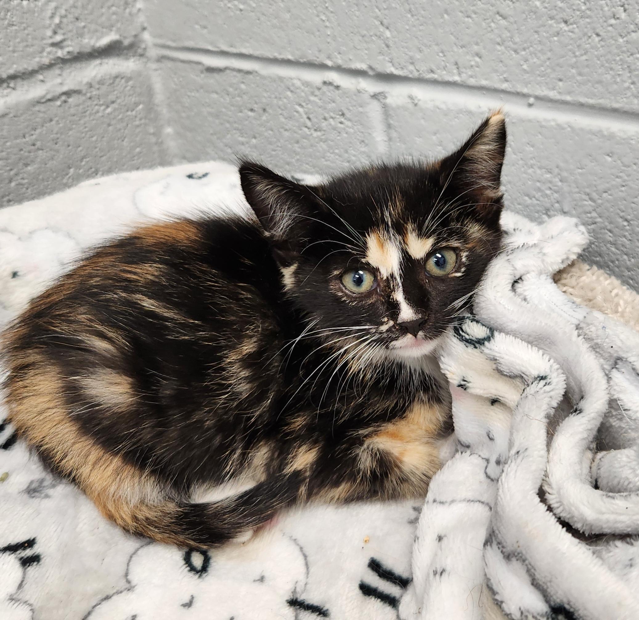 Echo, a ADOPTABLE mixed breed in Siloam Springs, AR image 3/3