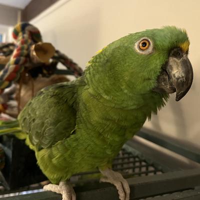 Honey, Adoptable, Adult Male Amazon.