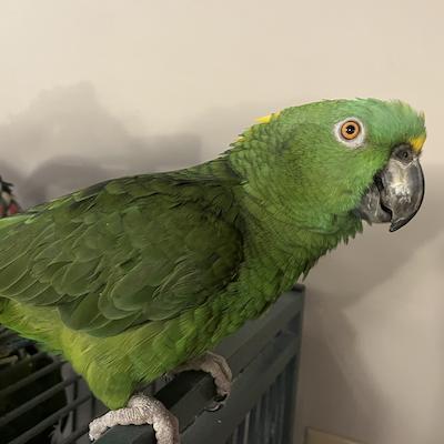 Enlarge Honey, a Adoptable Amazon in Alexander, NC image 2/3