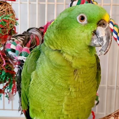 Enlarge Honey, a Adoptable Amazon in Alexander, NC image 3/3