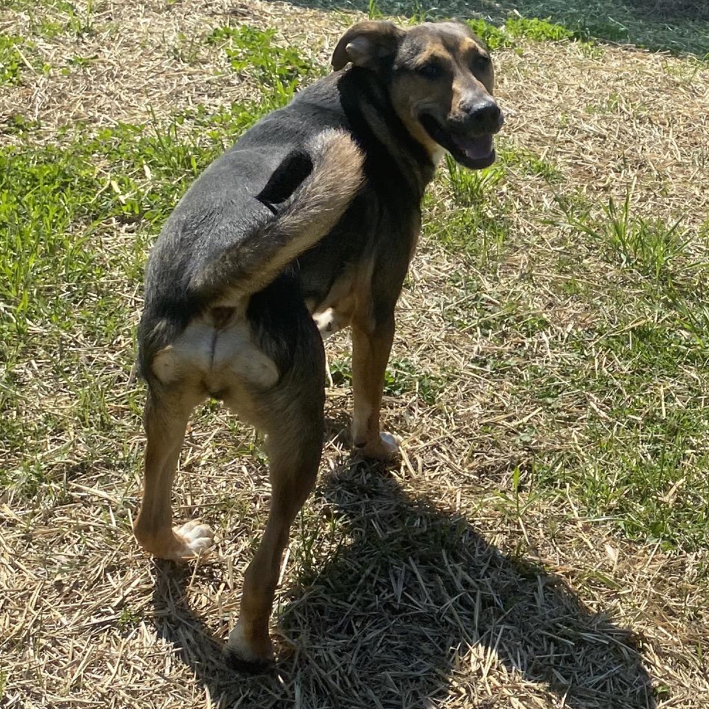 Brook, Adoptable, Young Male Hound & Shepherd.