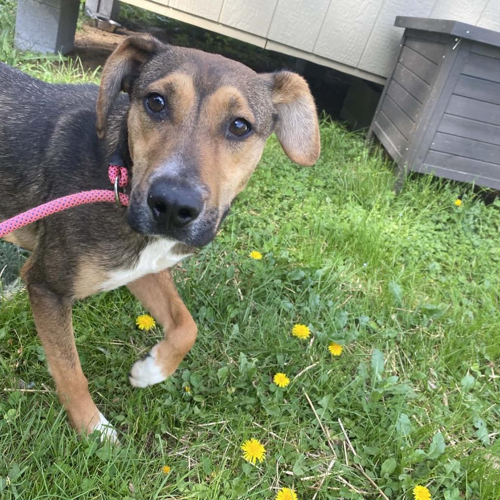 Enlarge Brook, a Adoptable mixed breed in Caryville, TN image 2/5