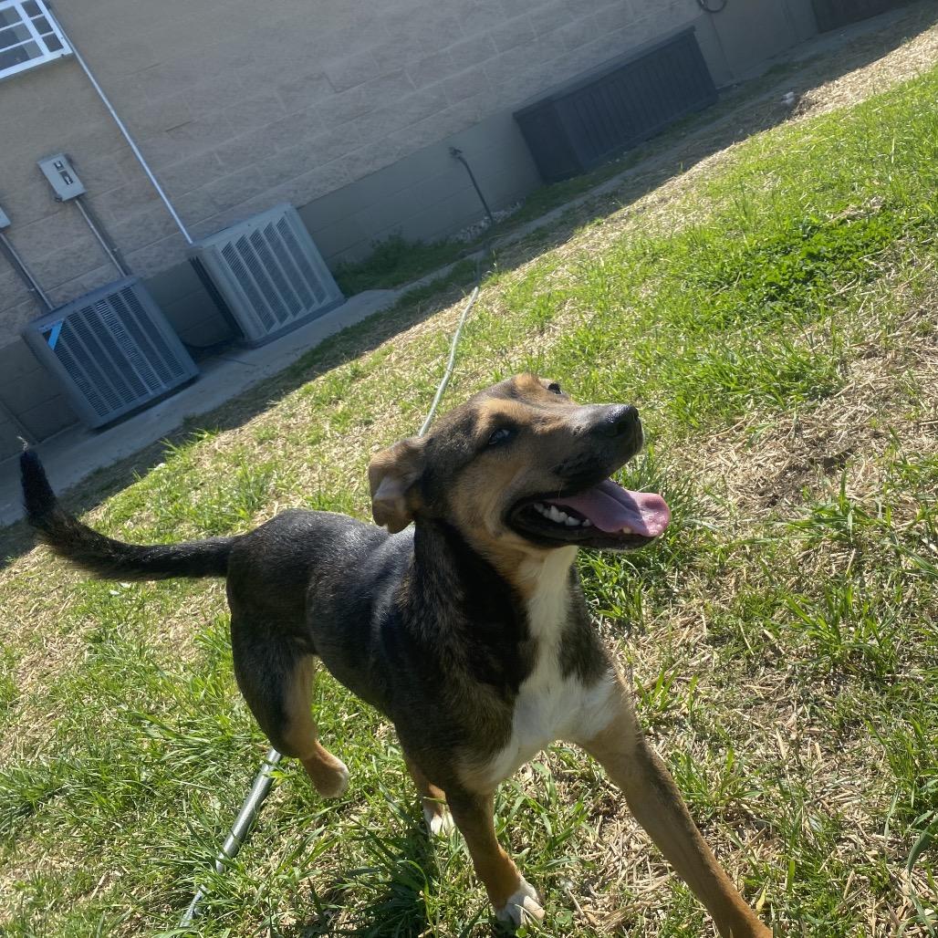 Enlarge Brook, a Adoptable mixed breed in Caryville, TN image 3/5
