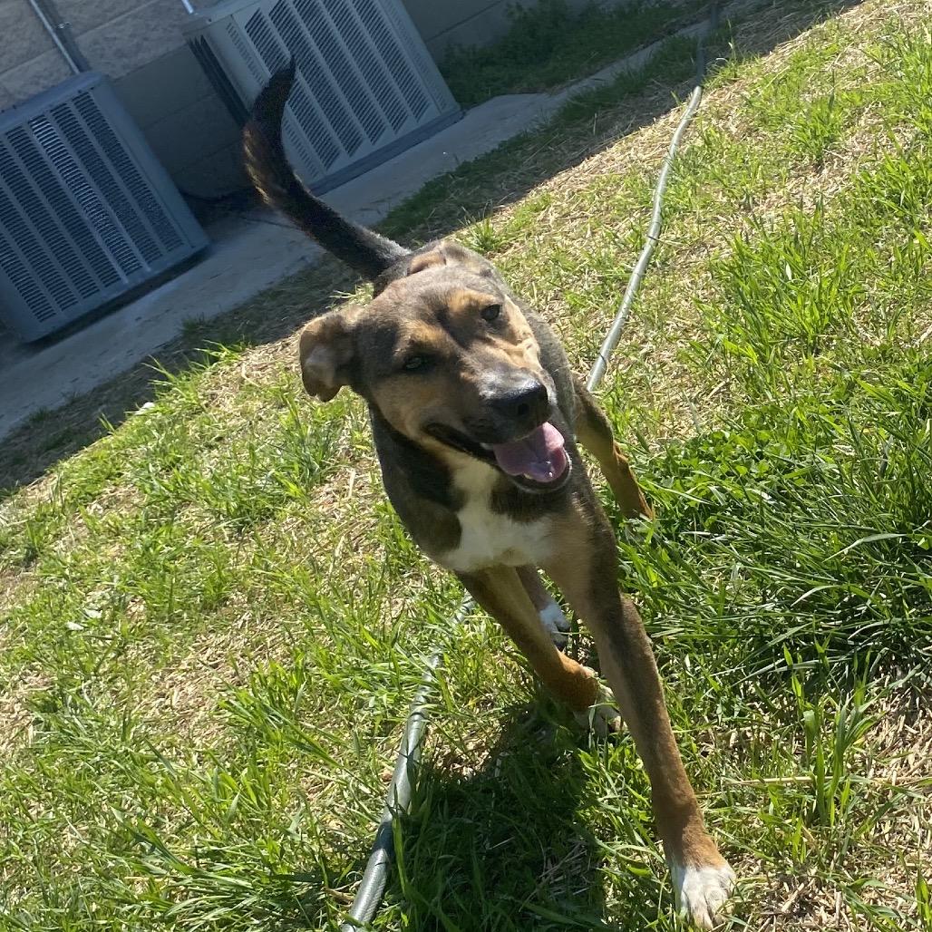 Enlarge Brook, a Adoptable mixed breed in Caryville, TN image 4/5