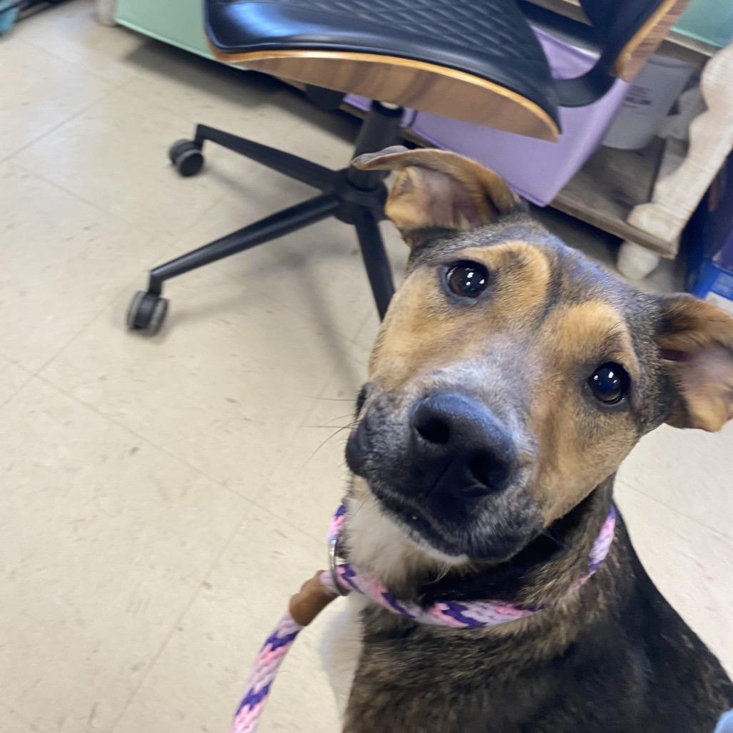 Enlarge Brook, a Adoptable mixed breed in Caryville, TN image 5/5