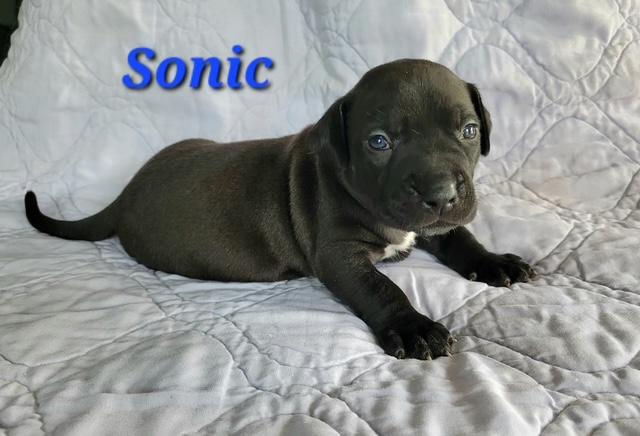 Sonic, Adopted, Puppy Male Labrador Retriever & Rottweiler.