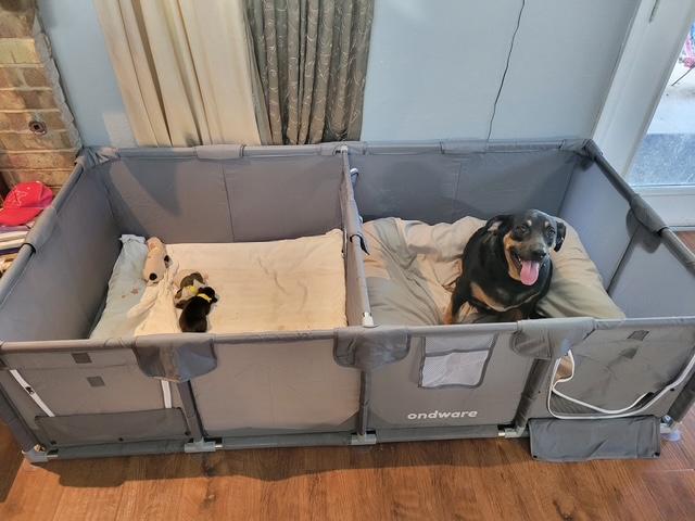 Sonic, a Adopted mixed breed in La Crosse, WI image 2/4