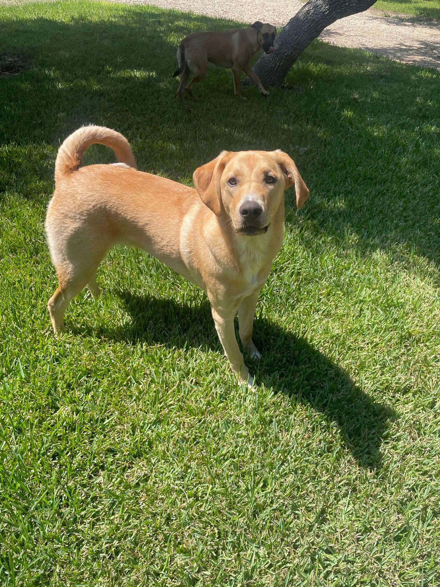 Dog for adoption Chester, a Yellow Labrador Retriever in Seguin, TX
