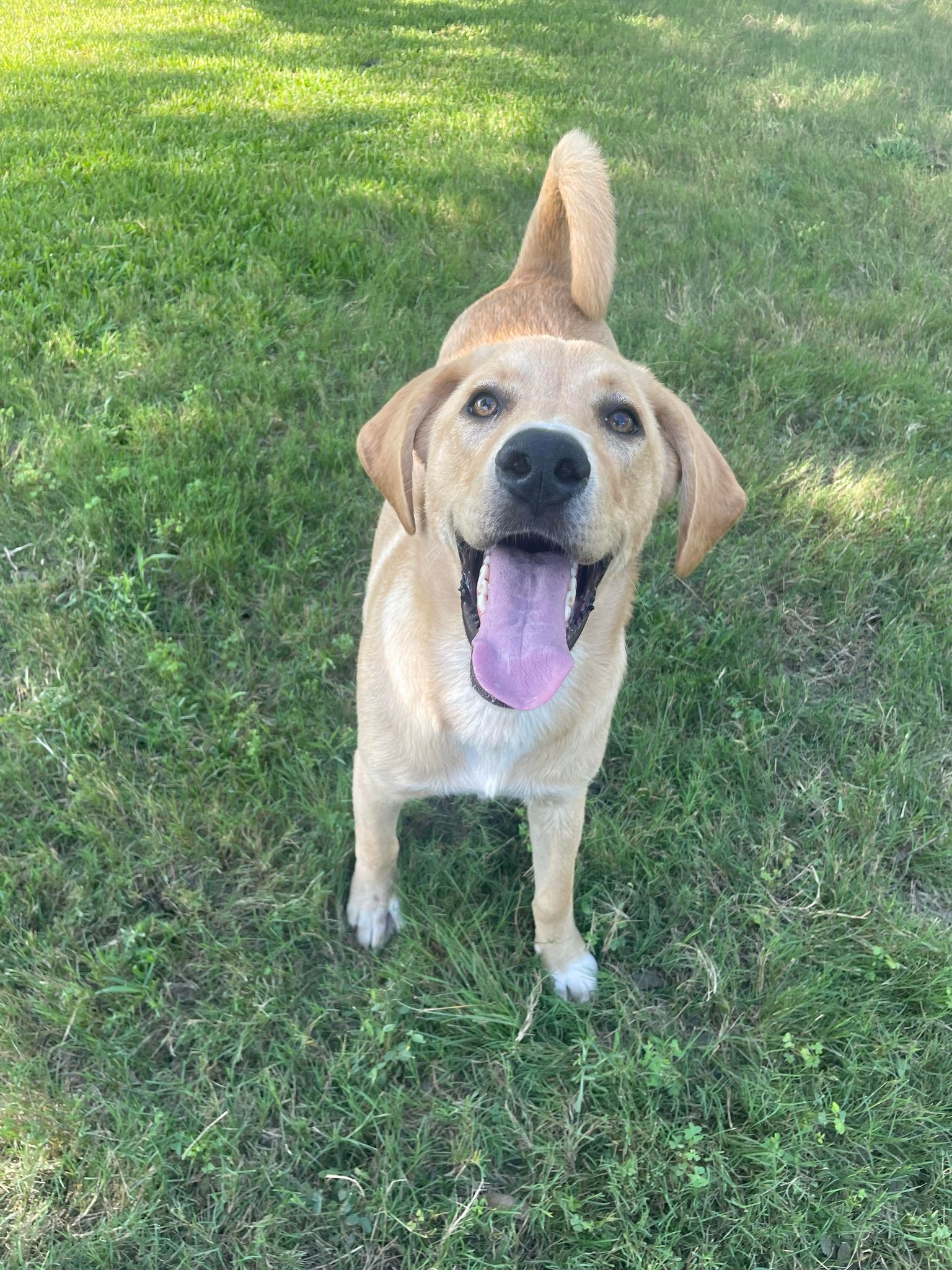 Dog for adoption Chester, a Yellow Labrador Retriever in Seguin, TX