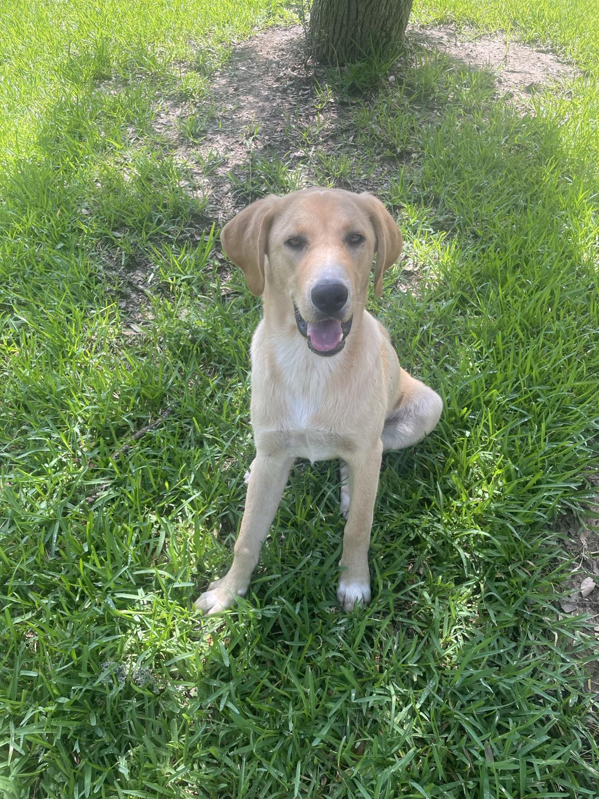 Dog for adoption Chester, a Yellow Labrador Retriever in Seguin, TX