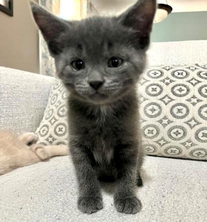 Greyson, adopted, Kitten Male Domestic Short Hair.