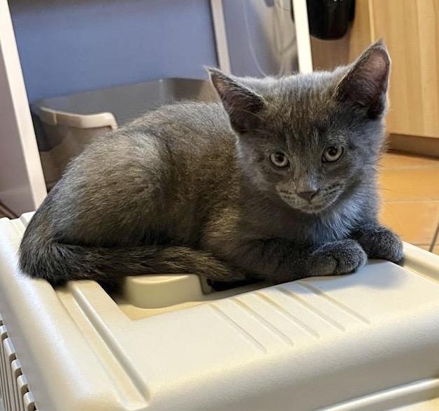 Greyson, an adopted mixed breed in Toronto, ON image 2/2