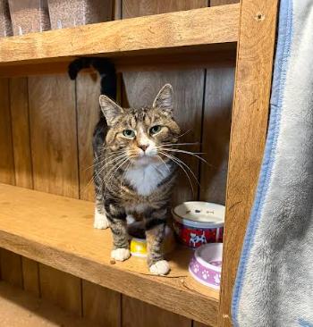 Mickie, adopted, Adult Male Domestic Short Hair.