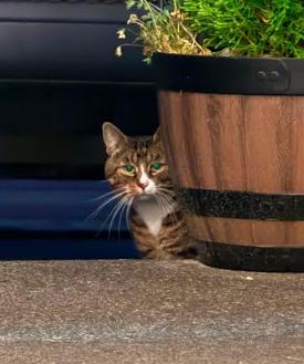 Mickie, an adopted Domestic Short Hair in Everett, WA image 2/2