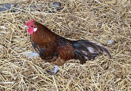 Luigi, Adoptable, Adult Male Chicken.