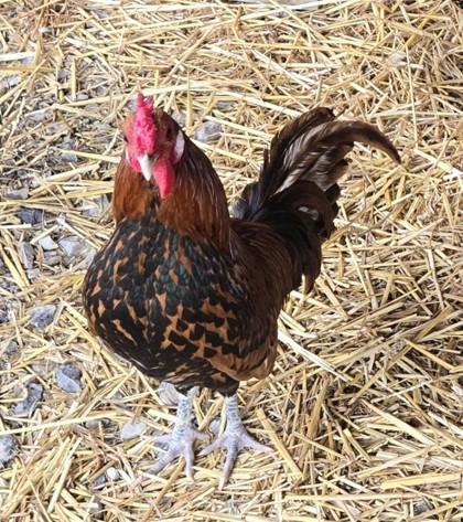 Enlarge Luigi, a Adoptable Chicken in West Seneca, NY image 2/2
