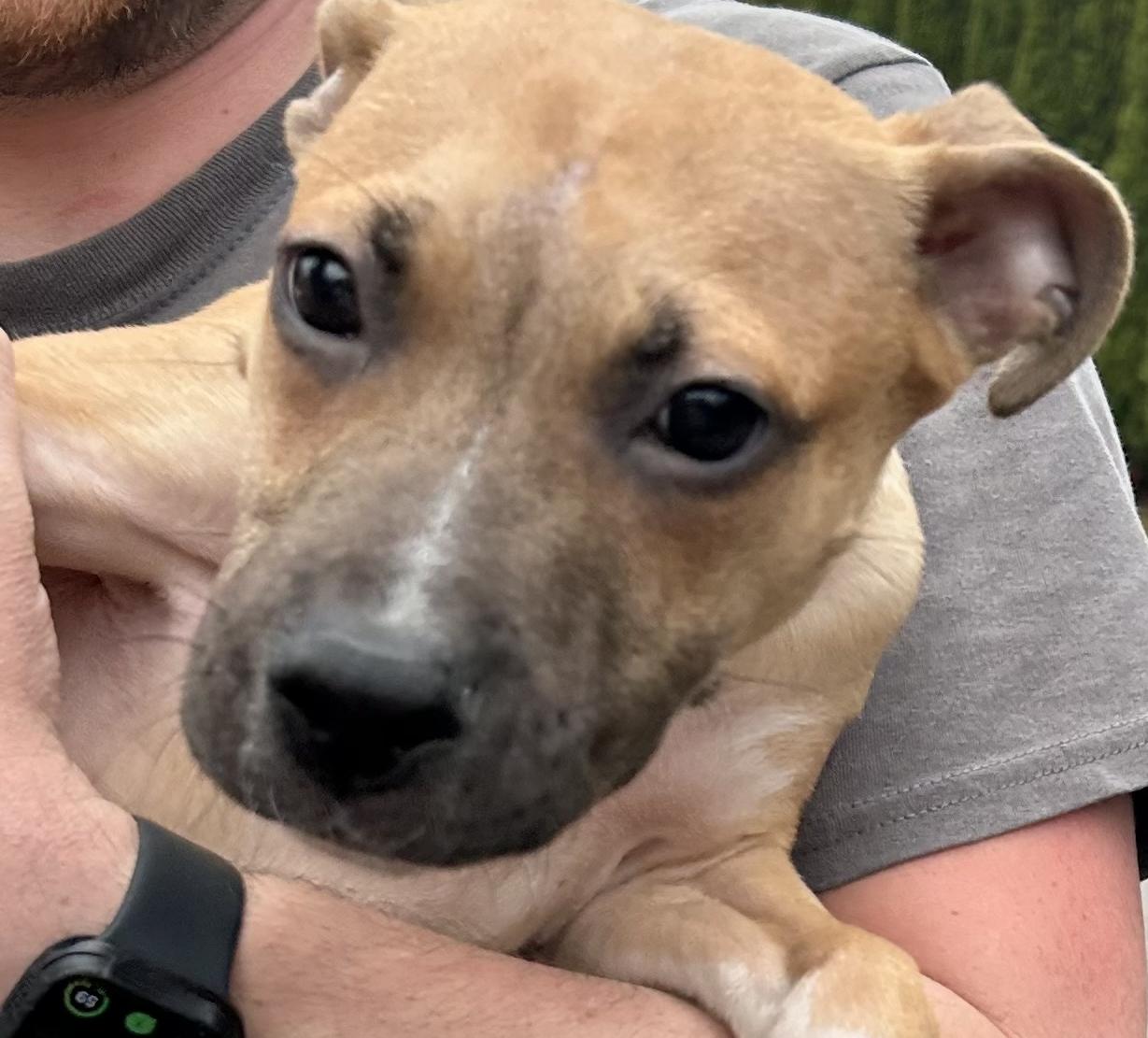 Abner, ADOPTABLE, Young Male Staffordshire Bull Terrier.