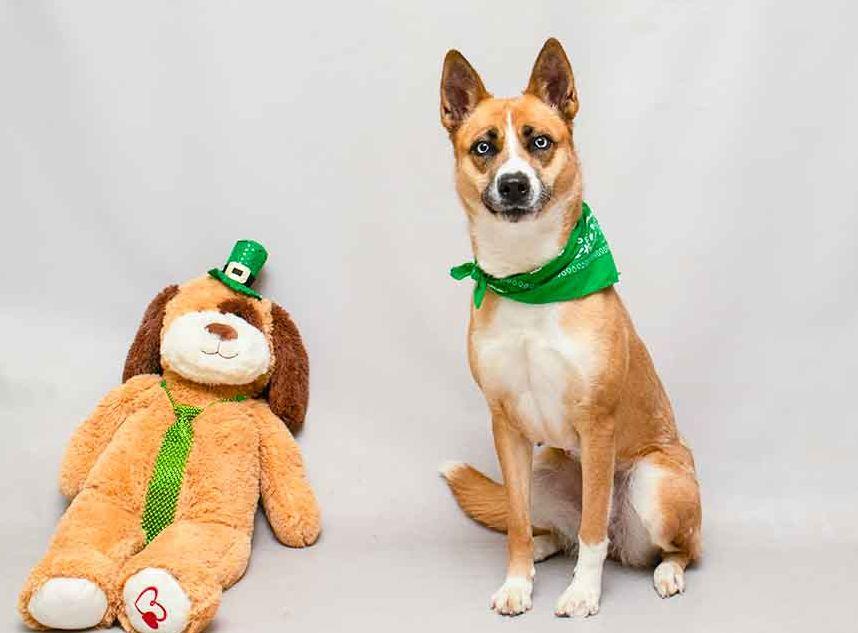 Enlarge Roxy, an adopted mixed breed in Sanford, FL image 3/3