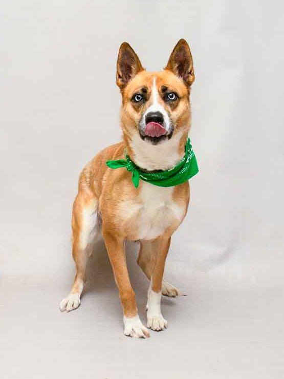 Enlarge Roxy, an adopted mixed breed in Sanford, FL image 2/3