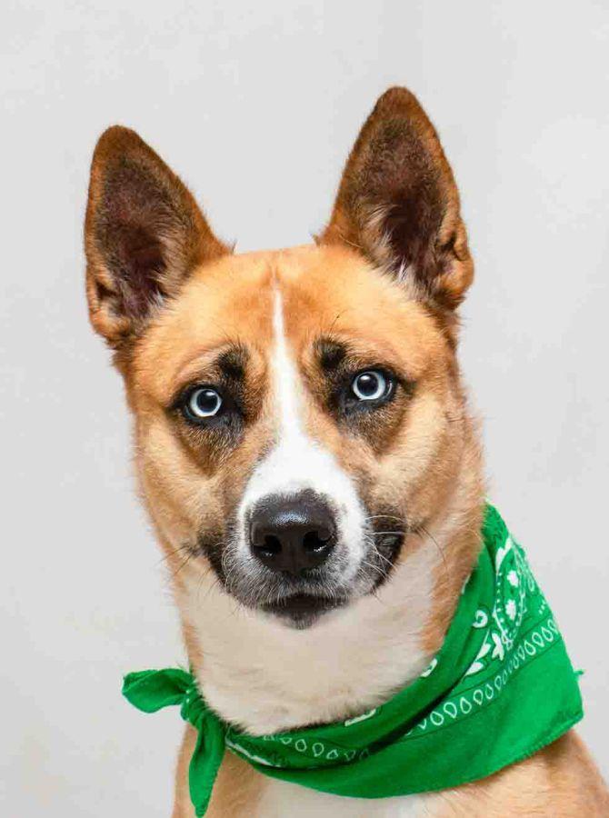 Enlarge Roxy, an adopted mixed breed in Sanford, FL image 1/3