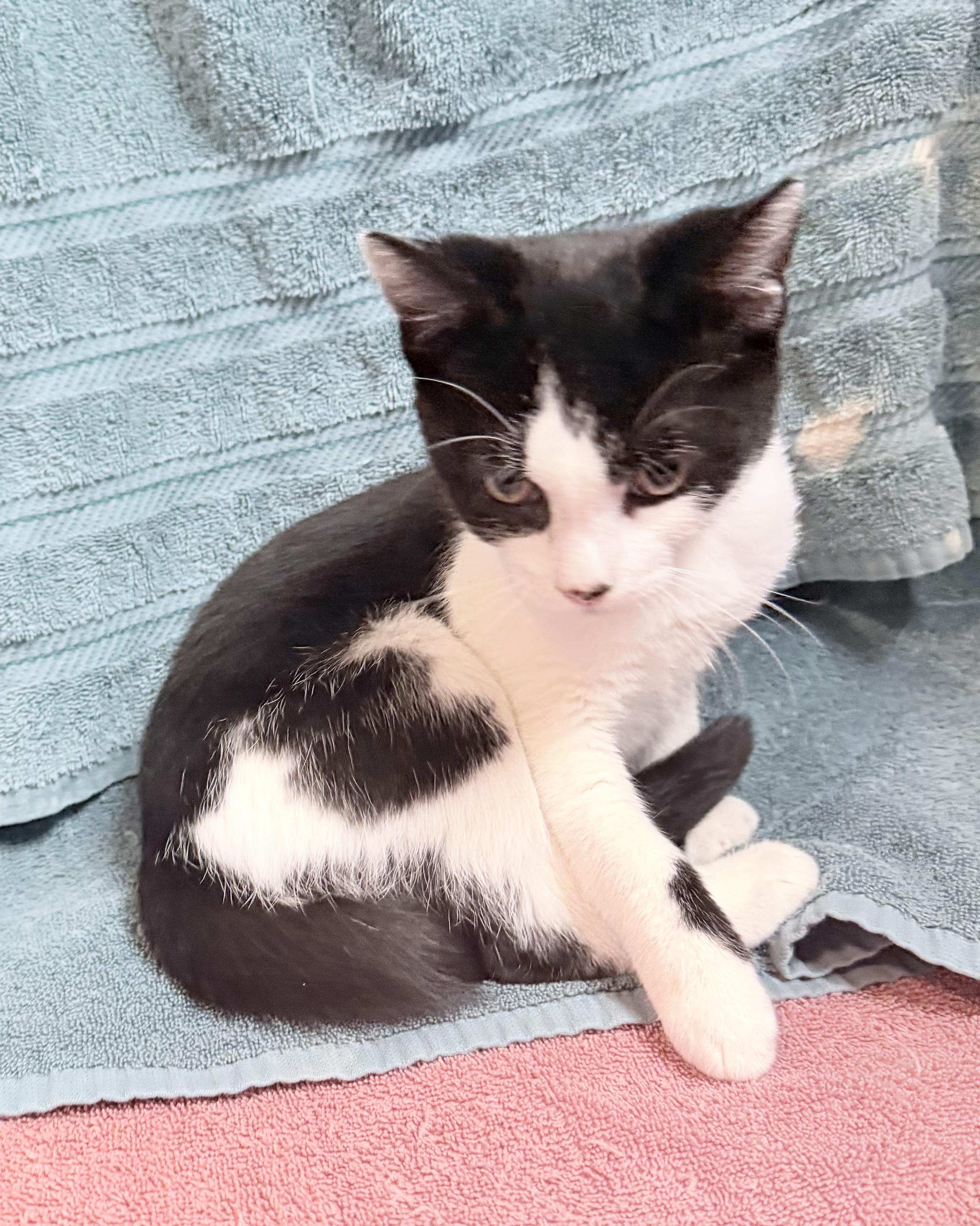 Enlarge Bronco, a Adoptable Domestic Short Hair in Elizabethtown, NC image 1/1