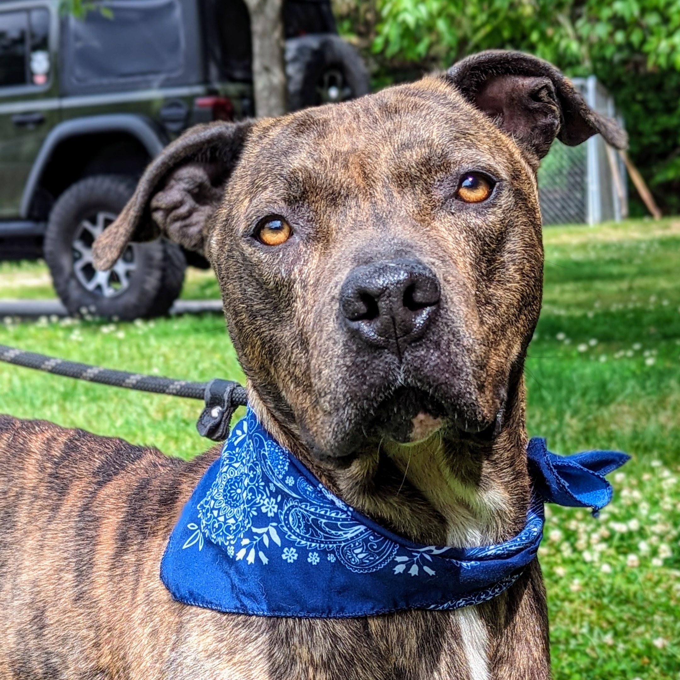 Boone, a Adoptable mixed breed in Sautee Nacoochee, GA image 4/6