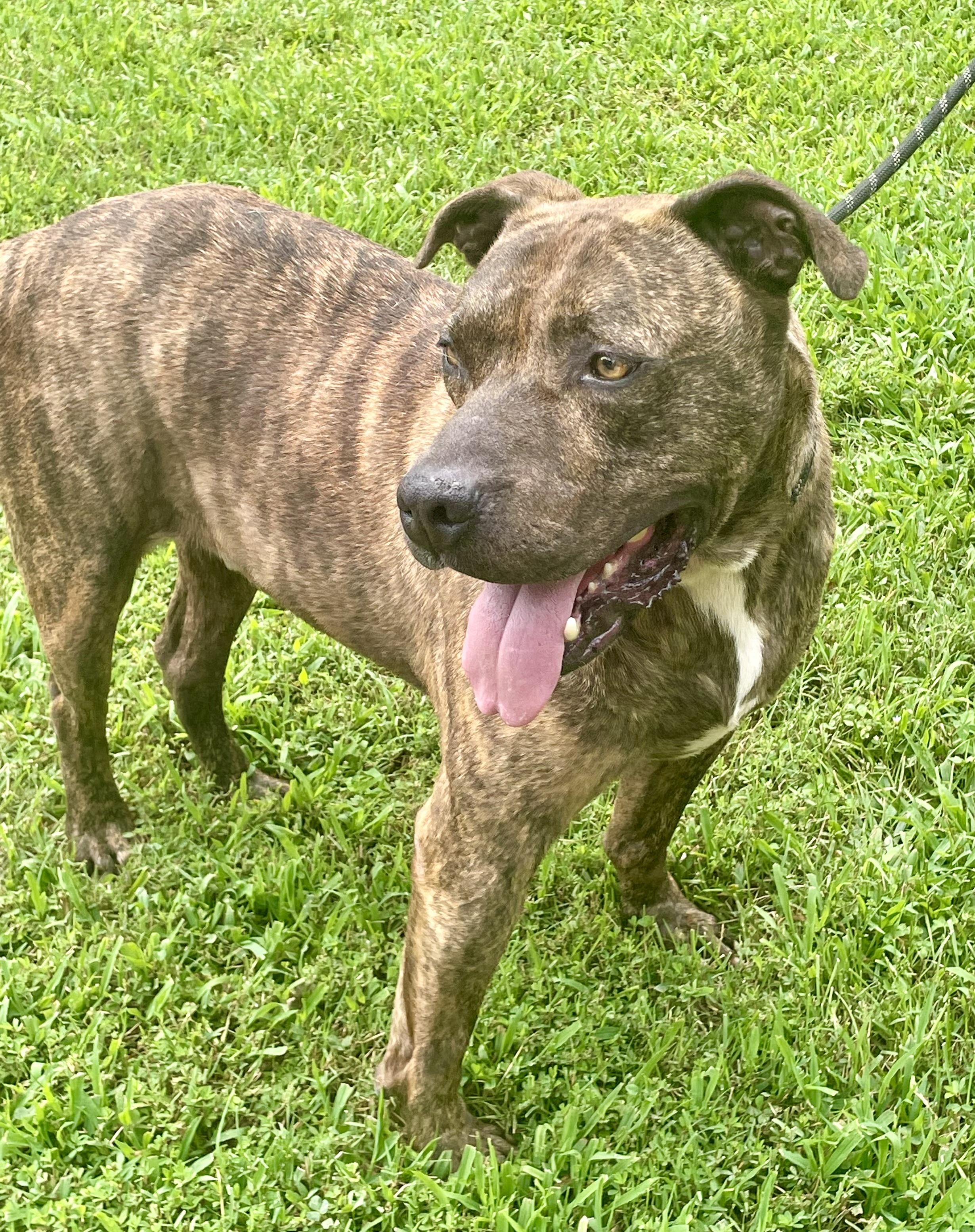 Boone, a Adoptable mixed breed in Sautee Nacoochee, GA image 1/6
