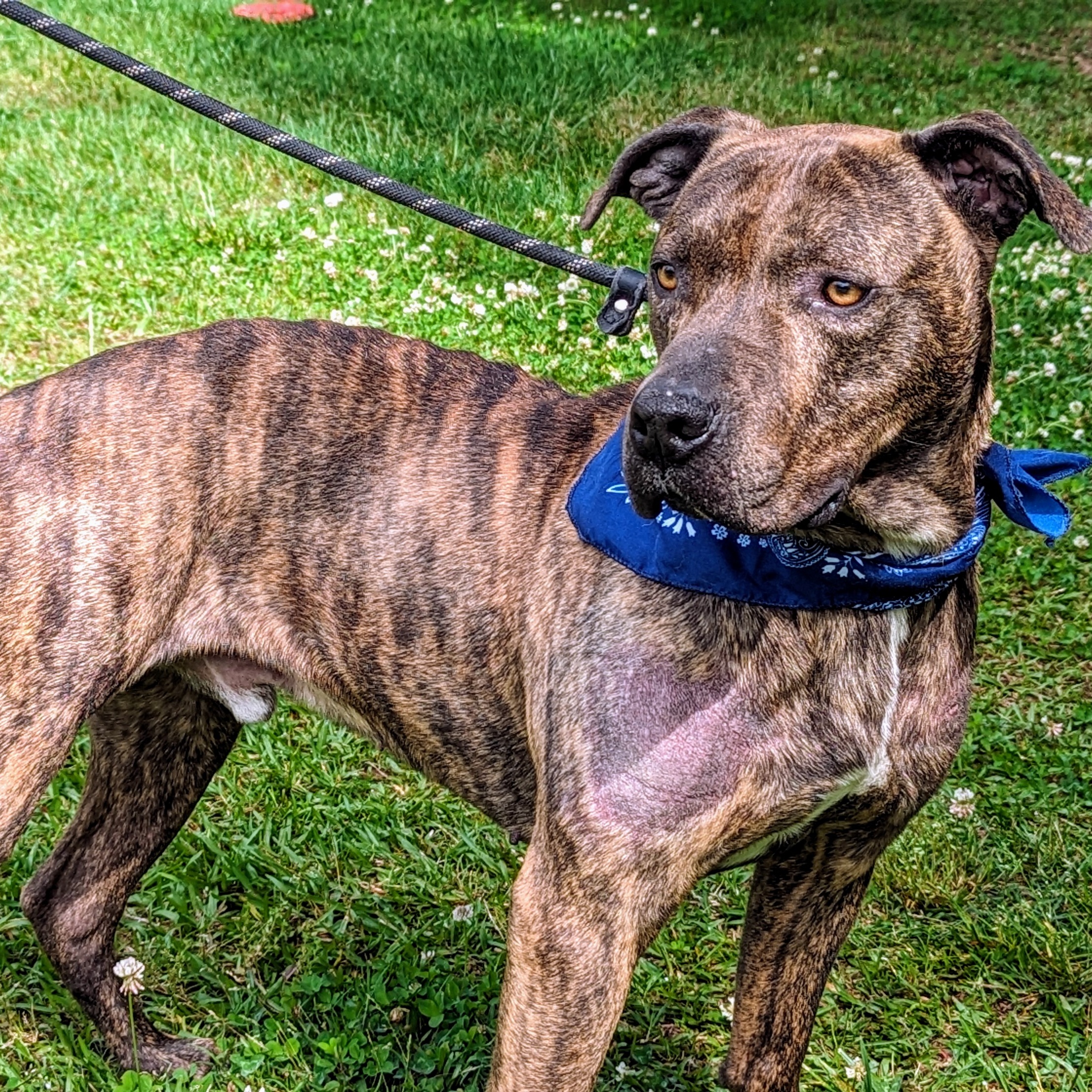 Boone, Adoptable, Adult Male Plott Hound & Tennessee Treeing Brindle.