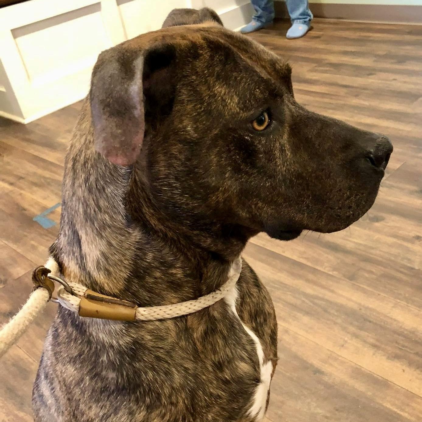 Boone, a Adoptable mixed breed in Sautee Nacoochee, GA image 1/6