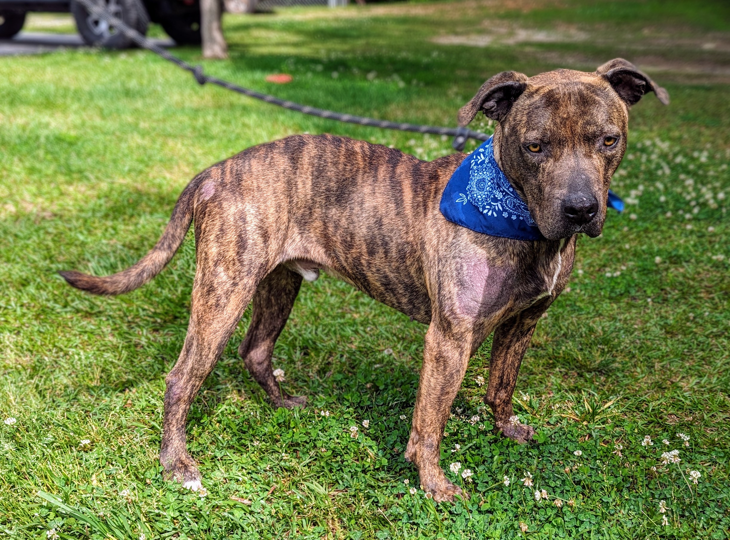 Boone, a Adoptable mixed breed in Sautee Nacoochee, GA image 5/6