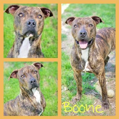 Boone, a Adoptable mixed breed in Sautee Nacoochee, GA image 6/6