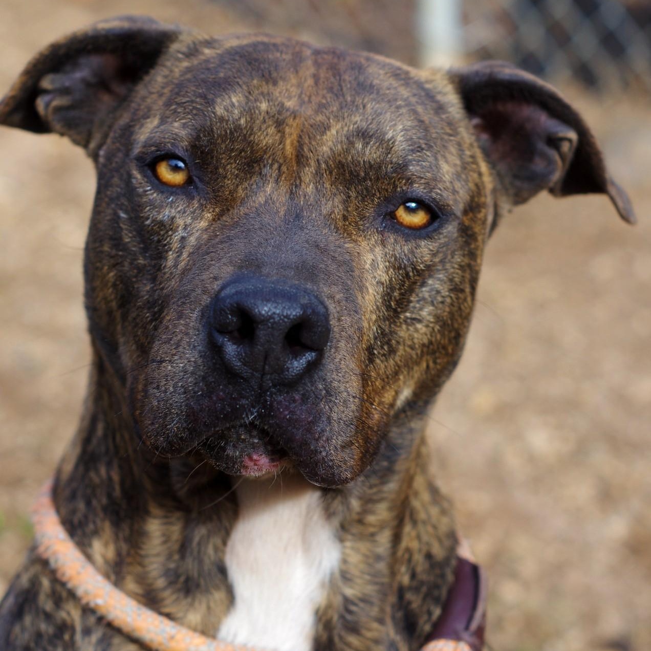 Boone, a Adoptable mixed breed in Sautee Nacoochee, GA image 2/6