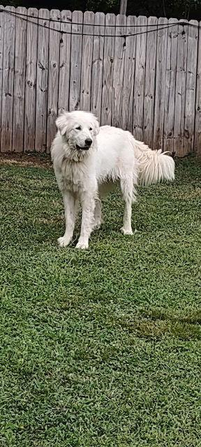 Noni in CT, a ADOPTABLE Great Pyrenees in Lee, MA image 1/2