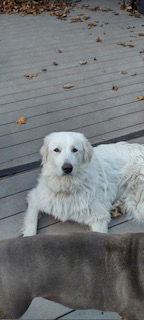 Noni in CT, a ADOPTABLE Great Pyrenees in Lee, MA image 2/2